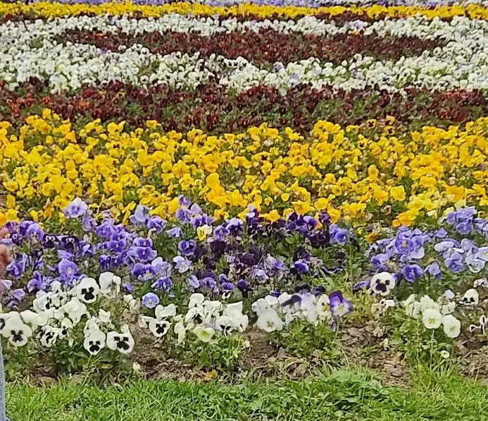 تصویر املاک 96972