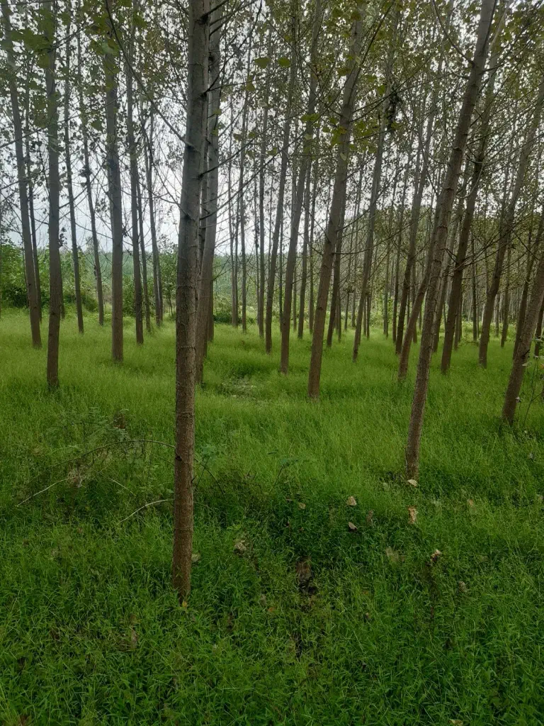 تصویر املاک 143026