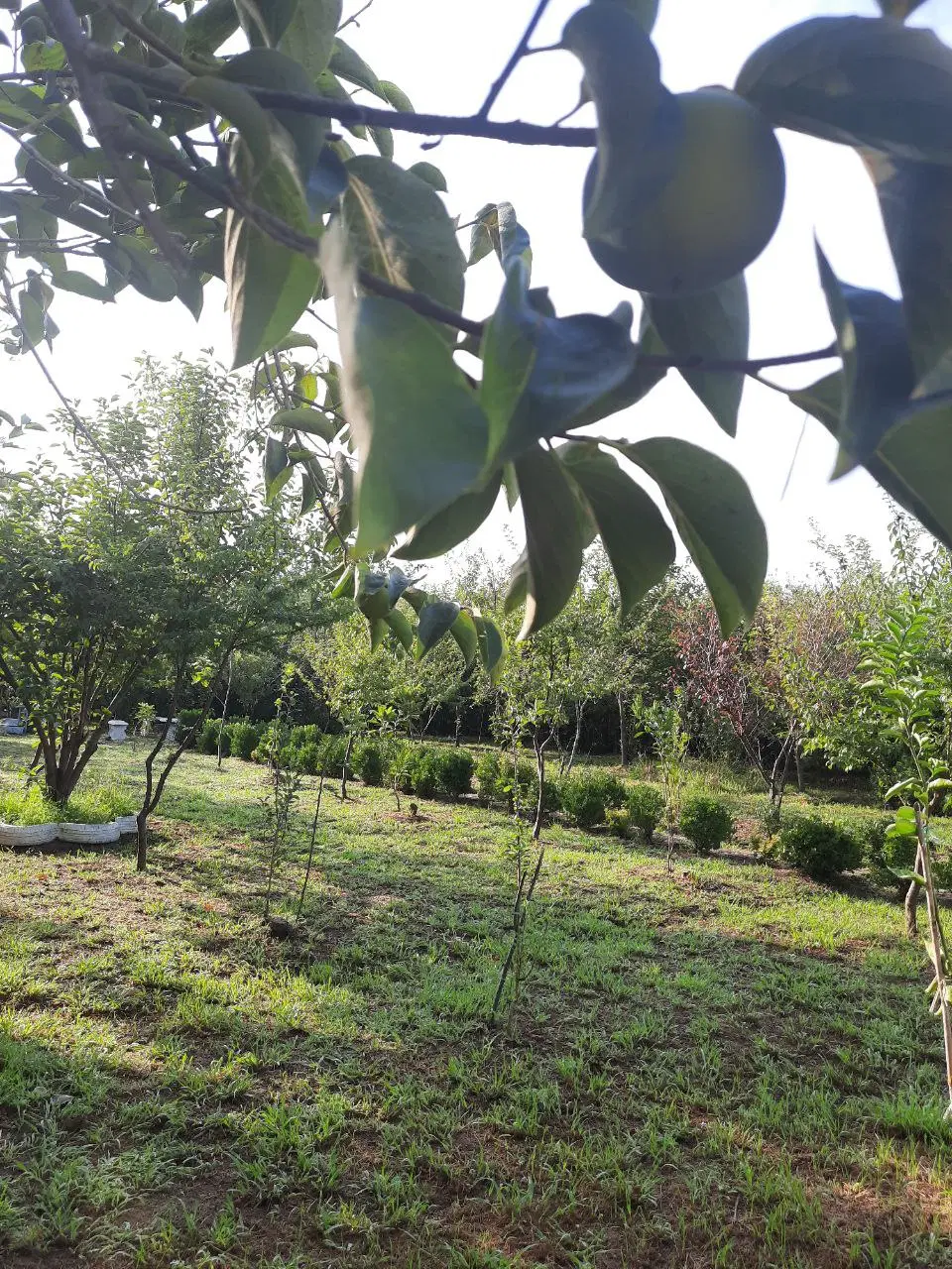 تصویر املاک 95515