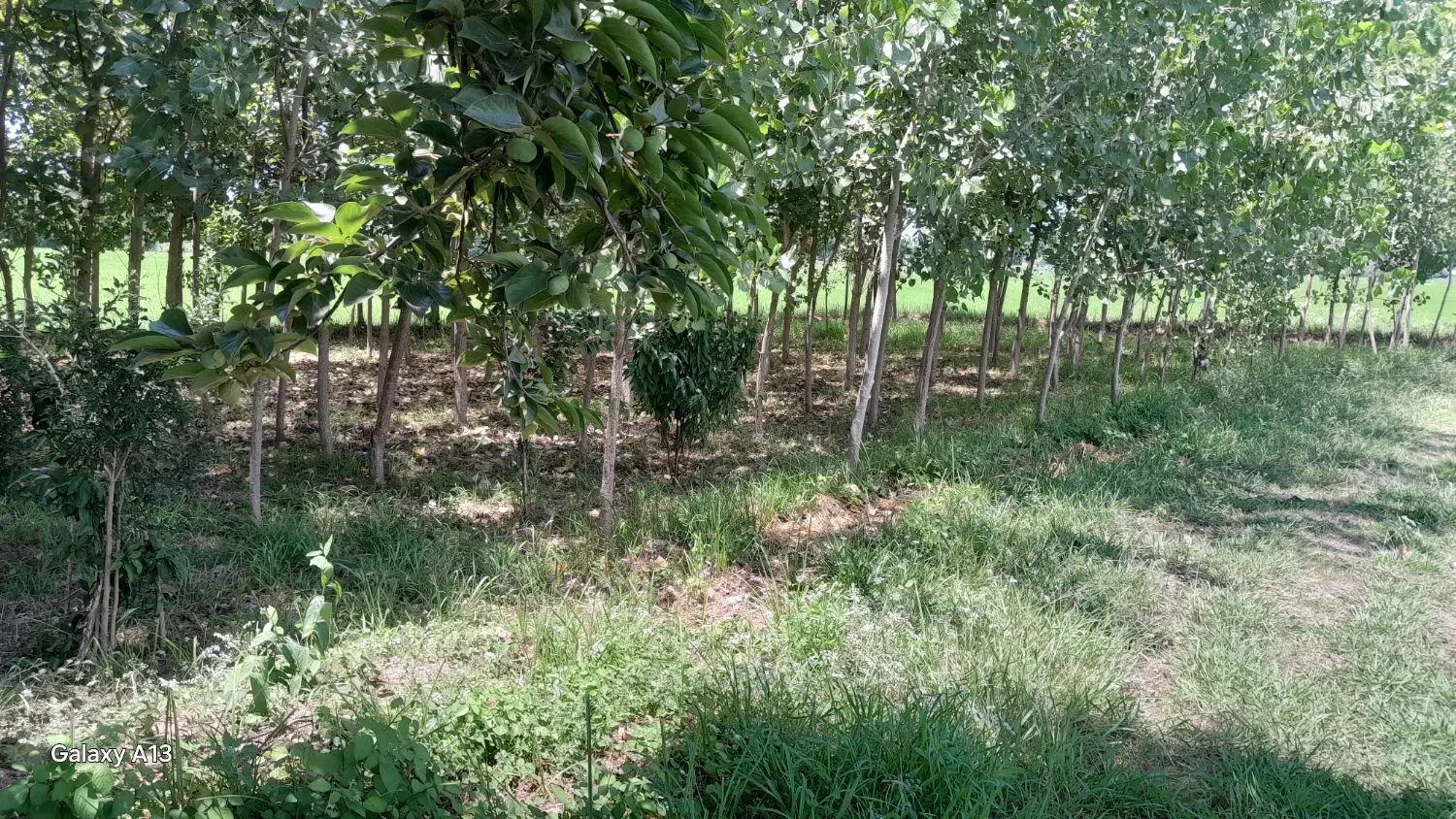 تصویر املاک 83371