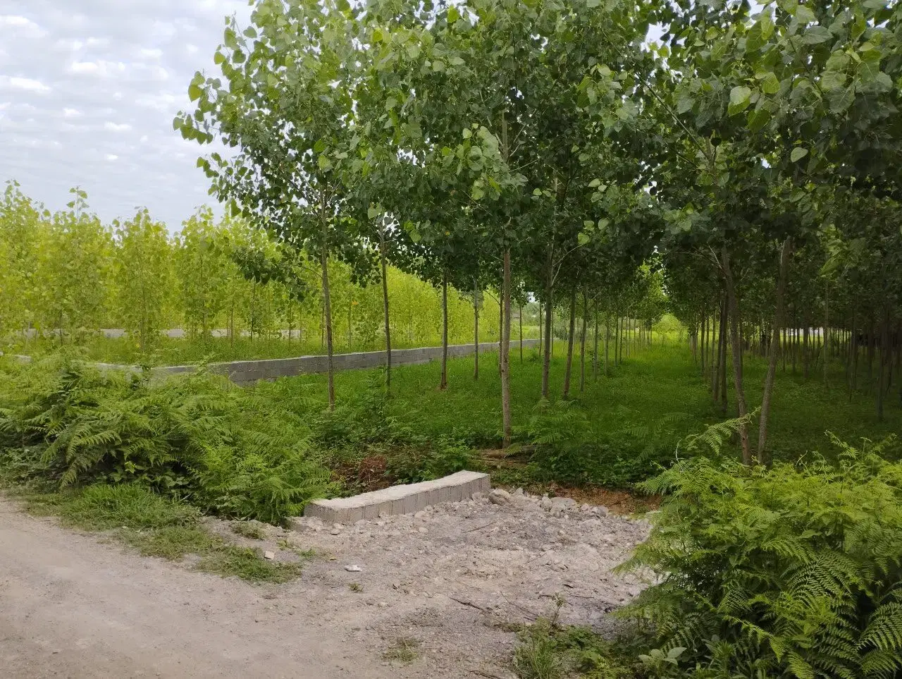 تصویر املاک 87144