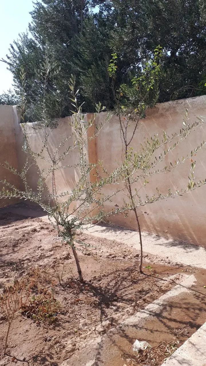 تصویر املاک 126446