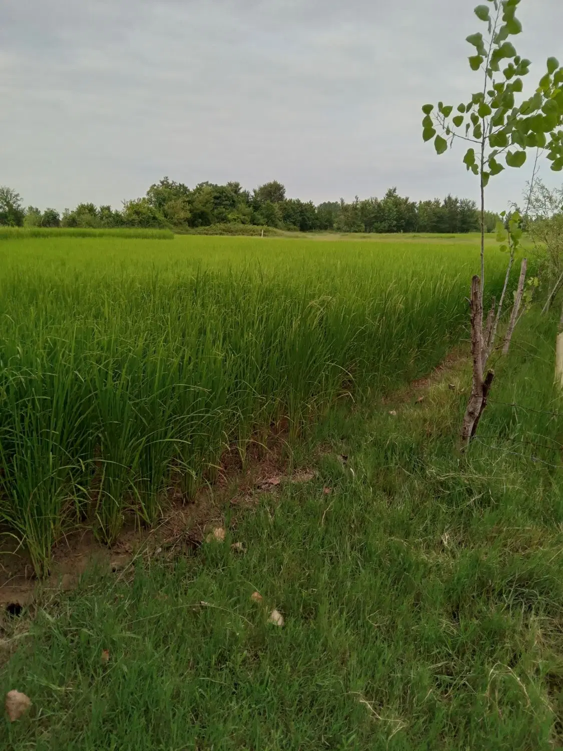 تصویر املاک 88137