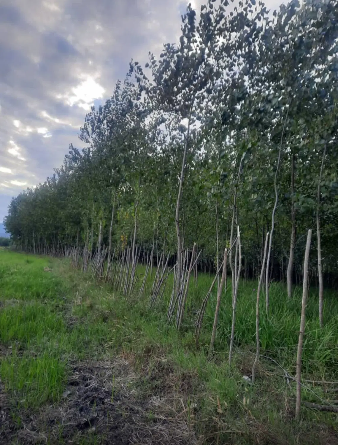 تصویر املاک 74511