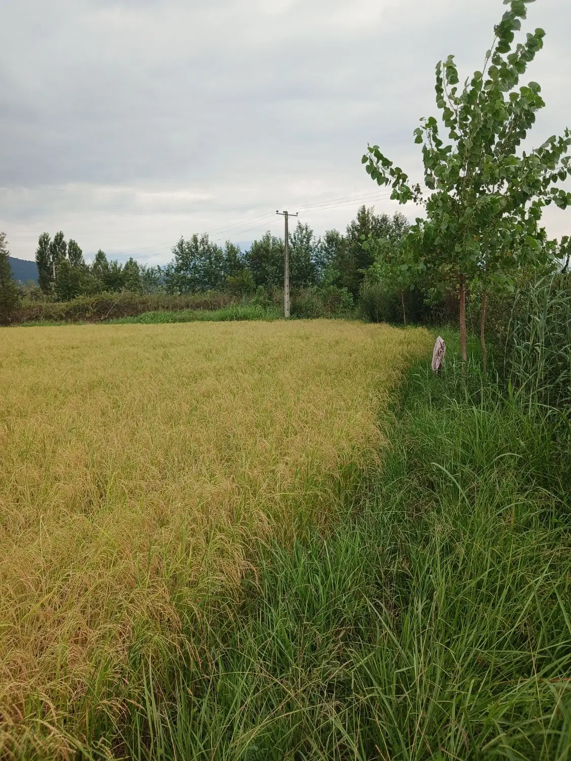 تصویر املاک 107725