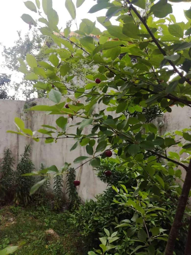 تصویر املاک 104619