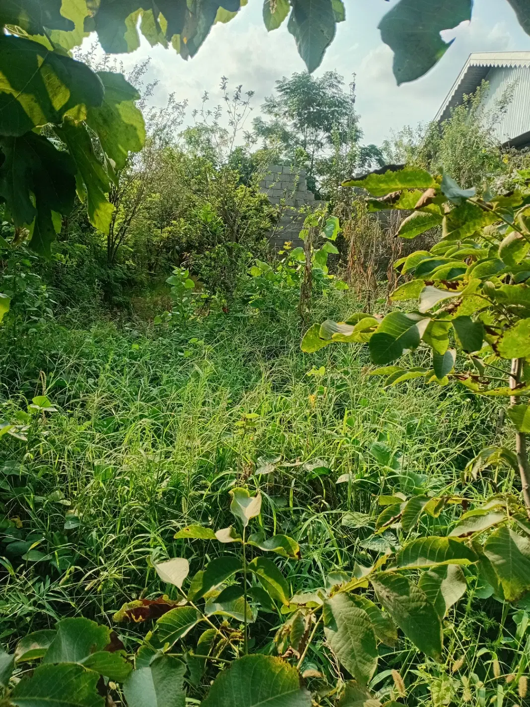 تصویر املاک 103181
