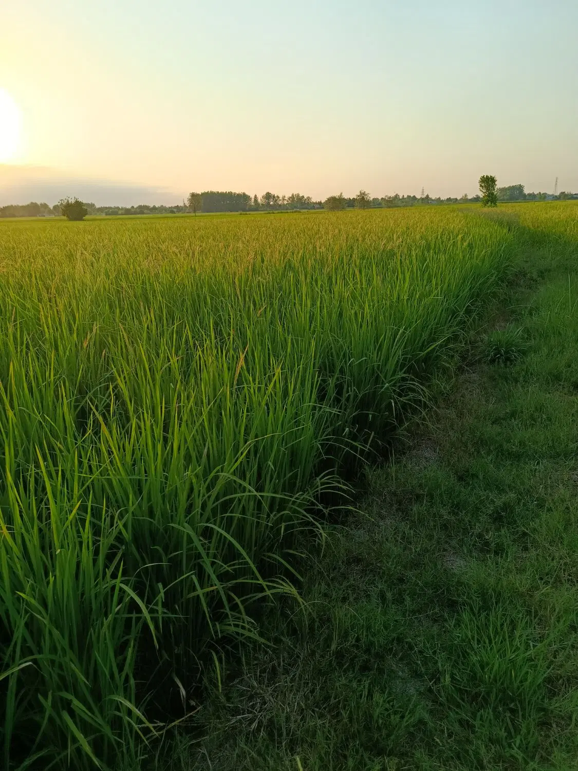 تصویر املاک 101647