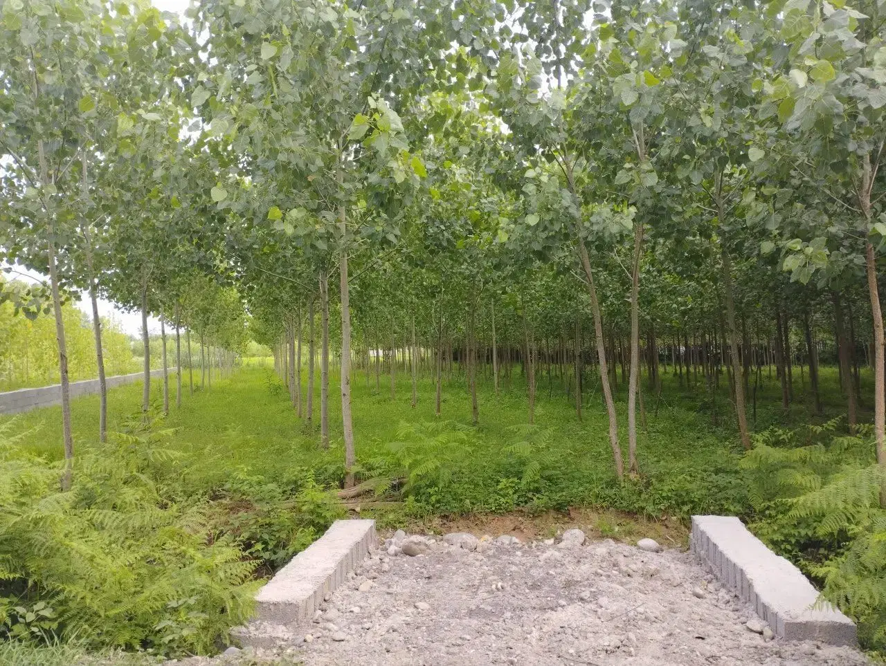 تصویر املاک 87143
