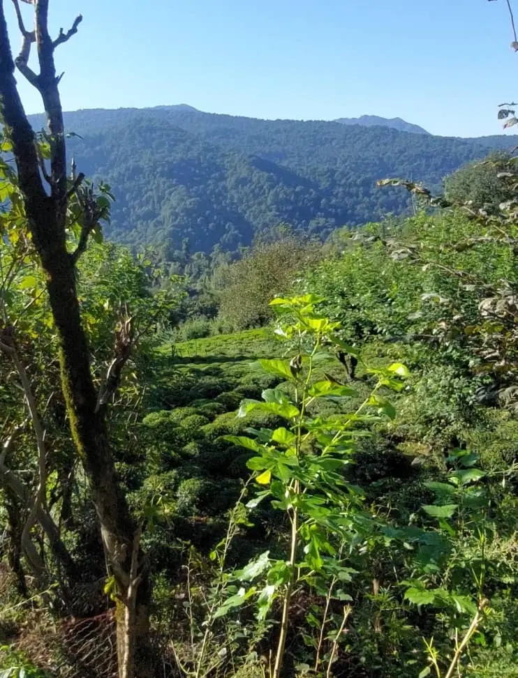 تصویر املاک 106473
