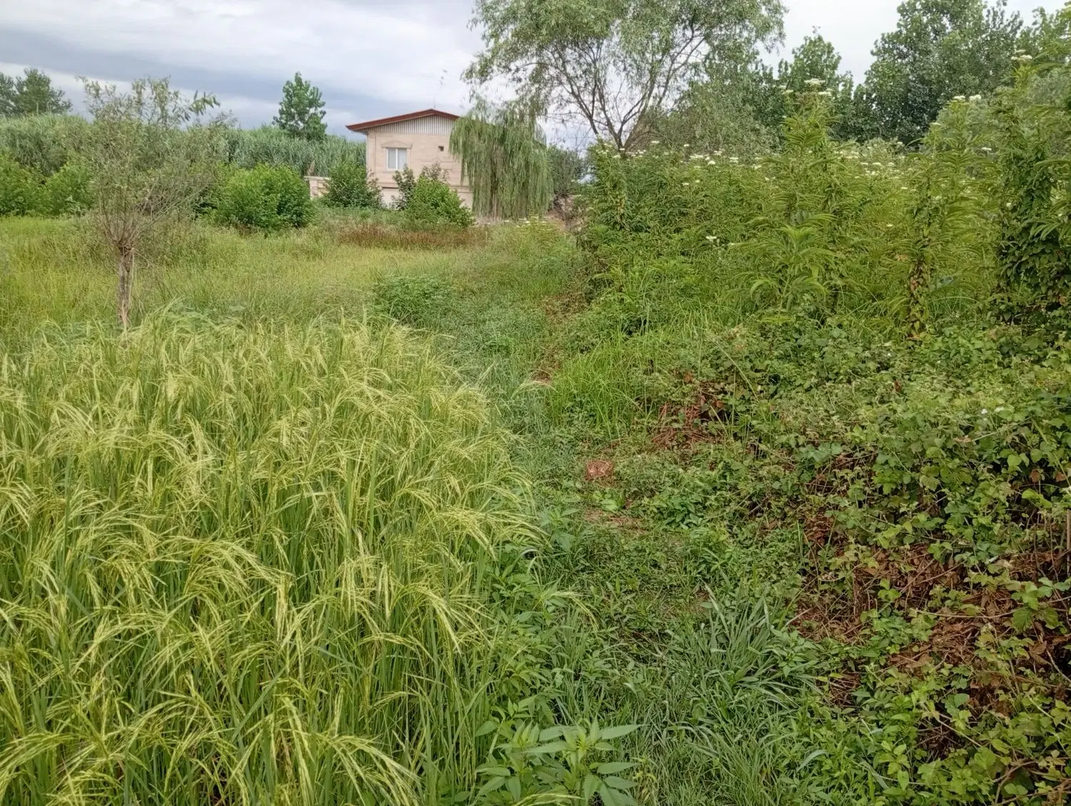 تصویر املاک 87339