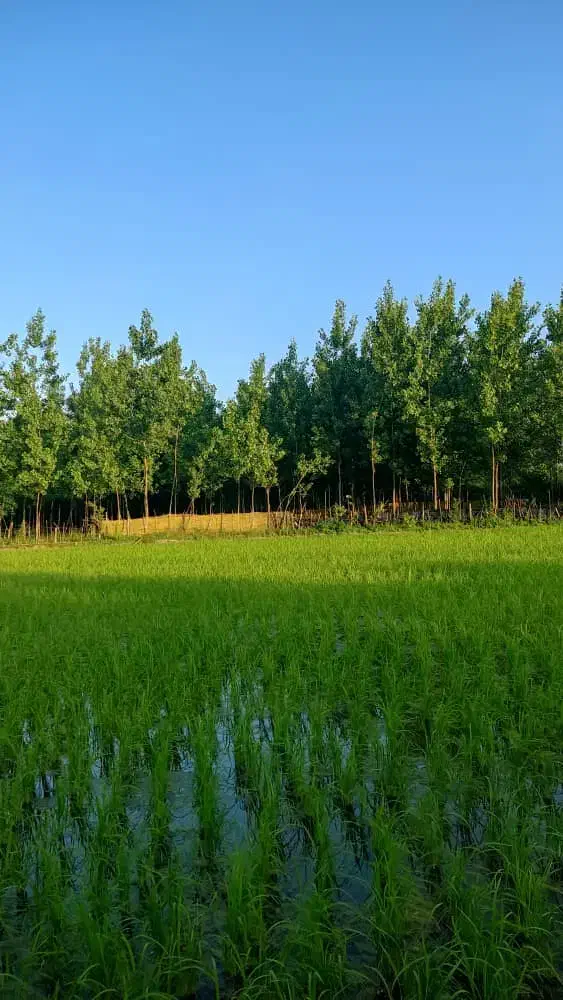 تصویر املاک 24300