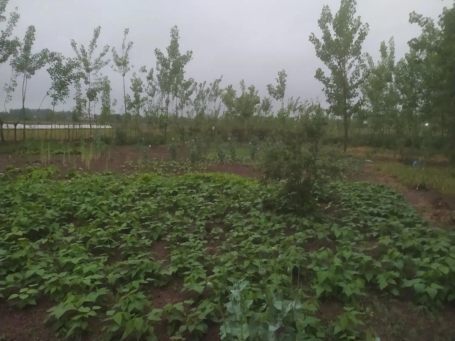 تصویر املاک 81921