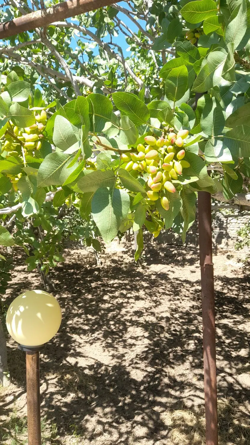 تصویر املاک 113913