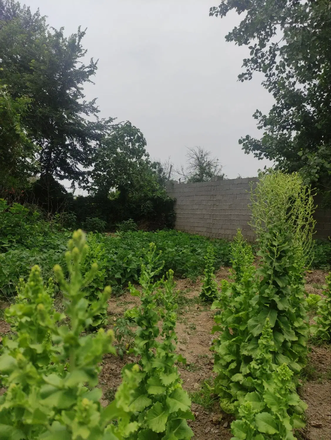 تصویر املاک 46936