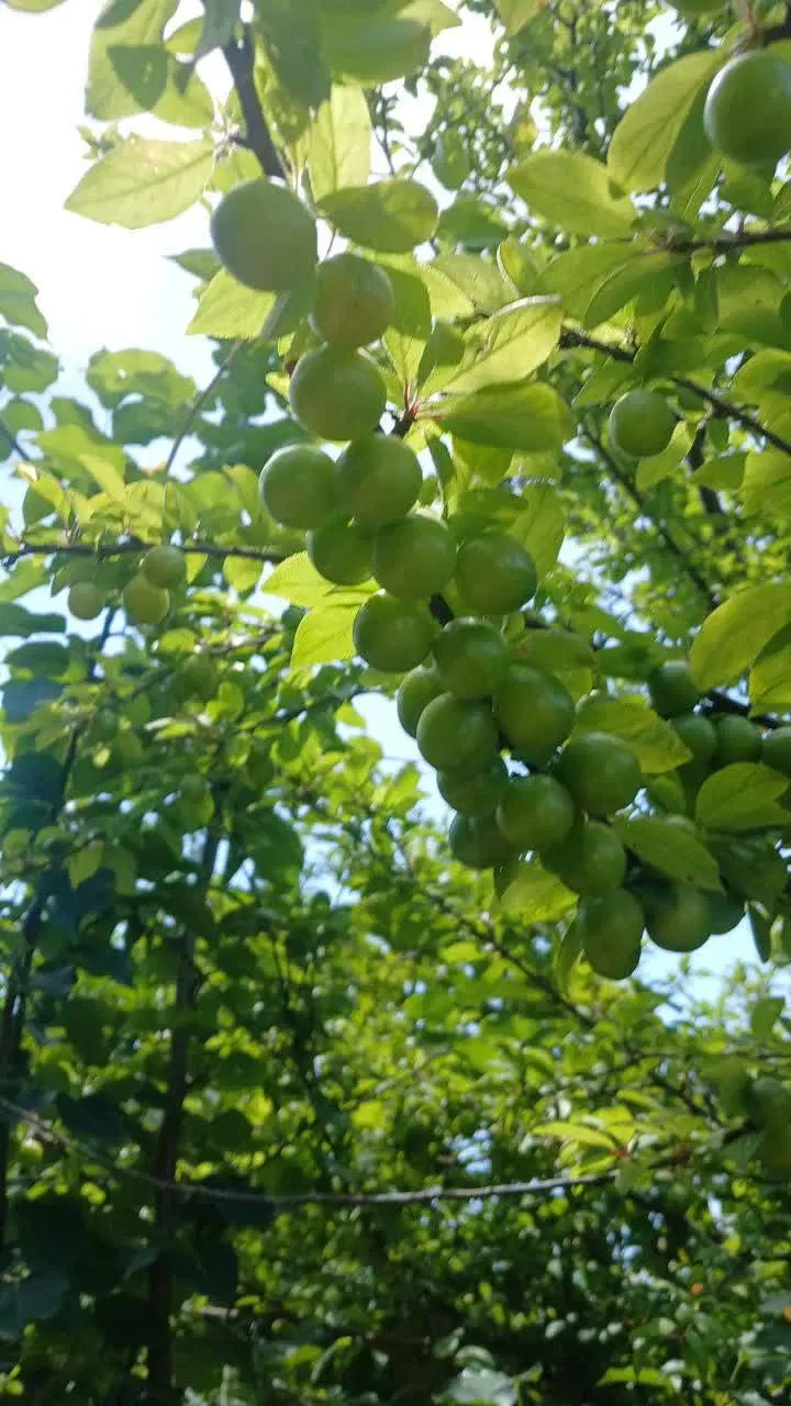 تصویر املاک 103228