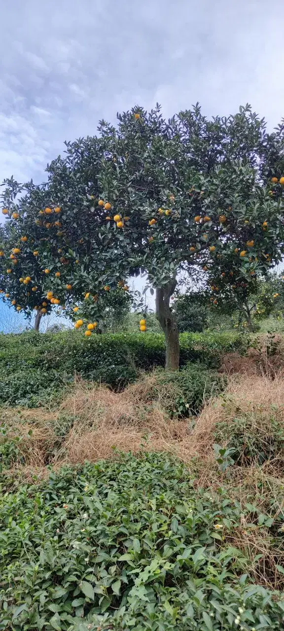 تصویر املاک 91107