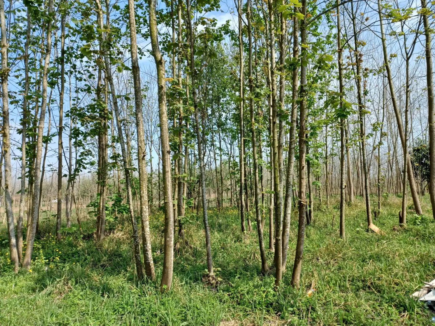 تصویر املاک 77782