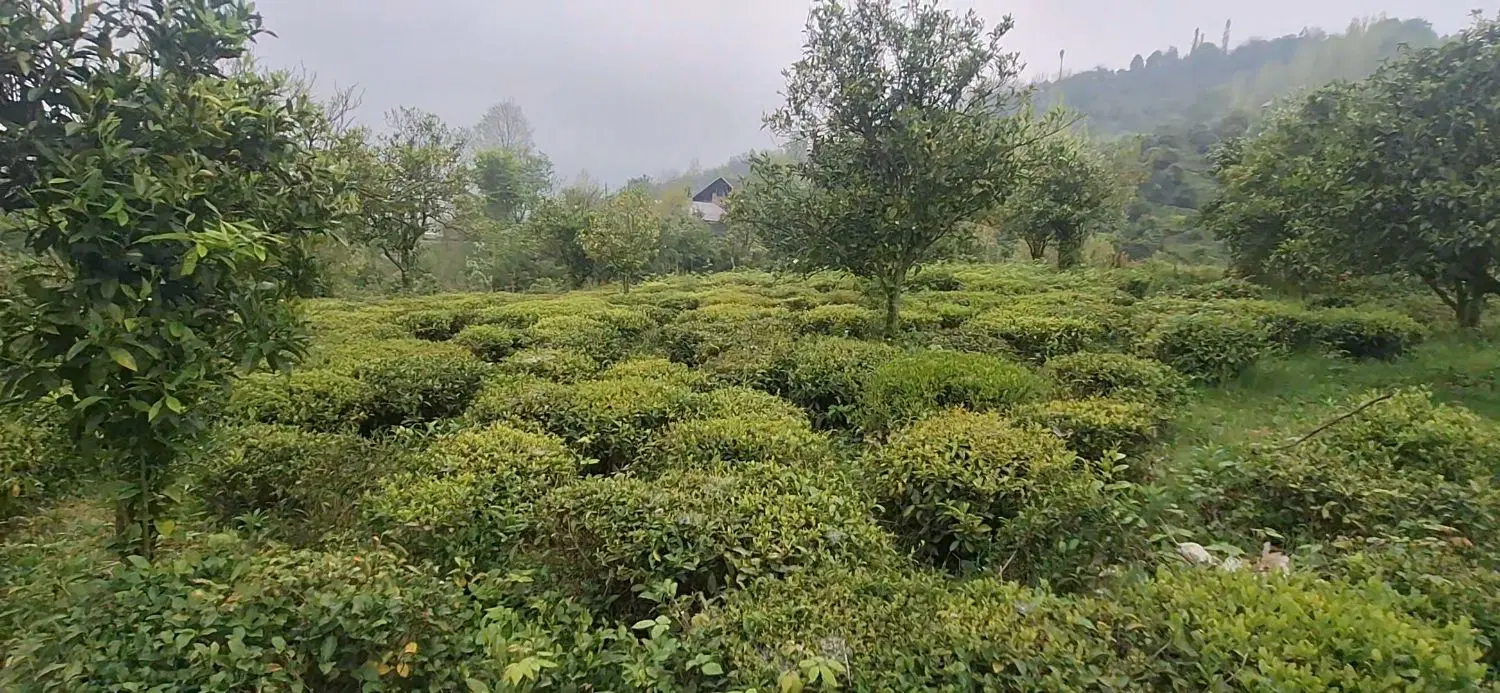 تصویر املاک 143406
