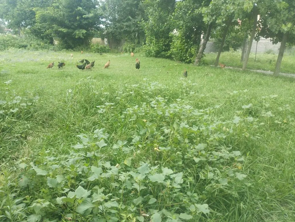 تصویر املاک 92187