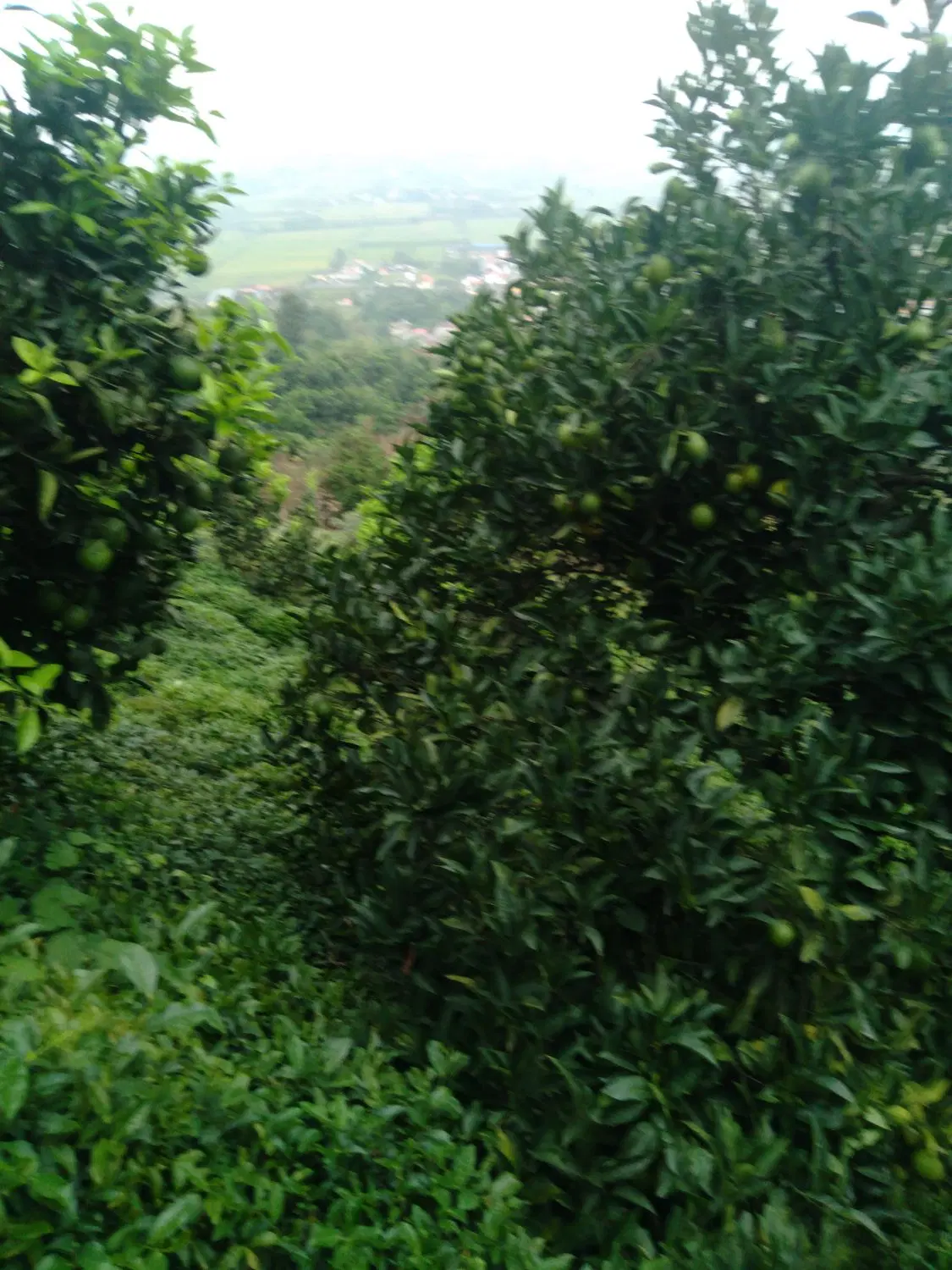 تصویر املاک 143429
