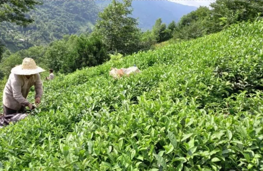 تصویر املاک 81375