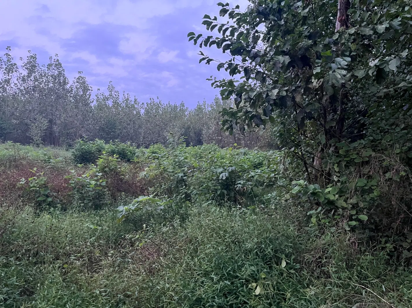 تصویر املاک 139601
