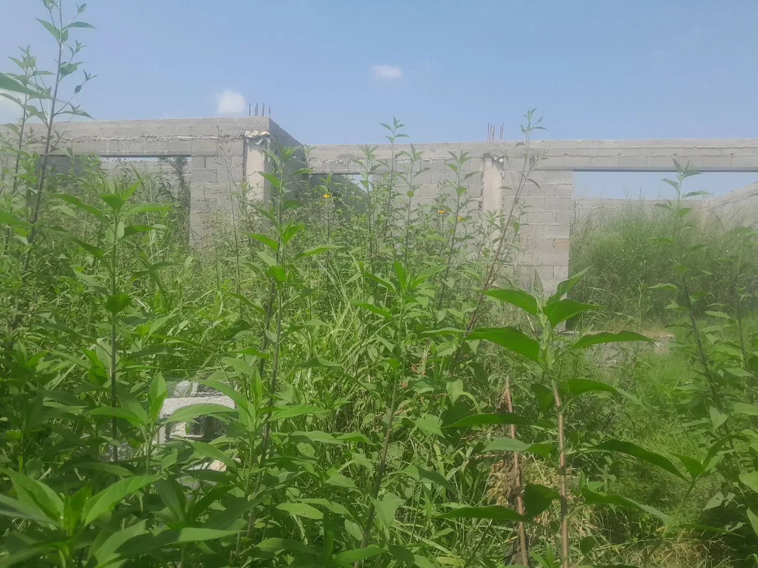 تصویر املاک 118747