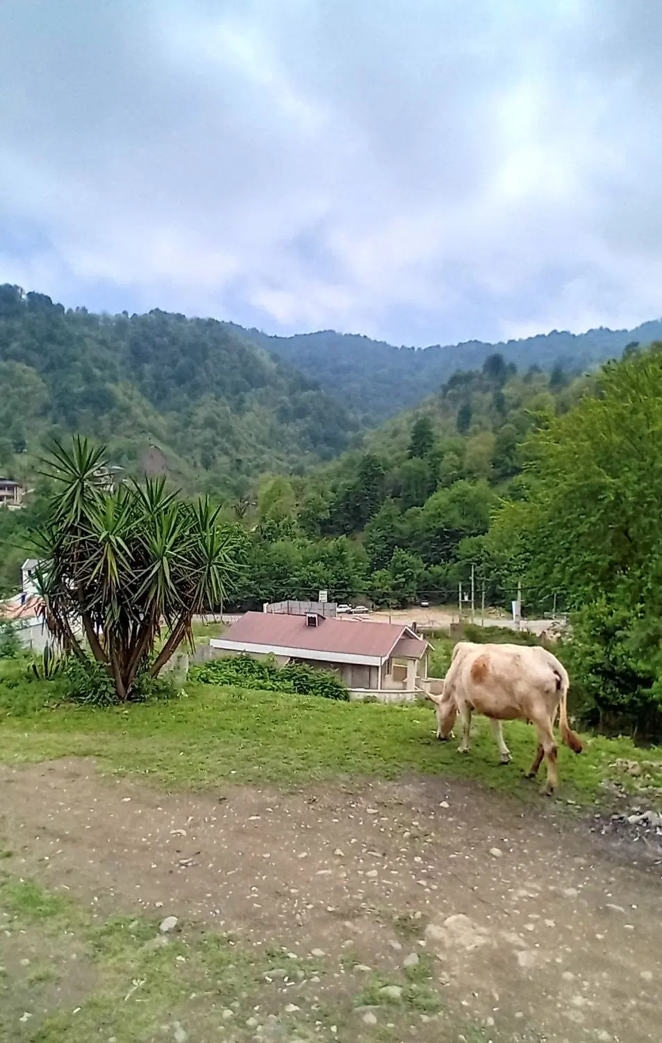 تصویر املاک 93319