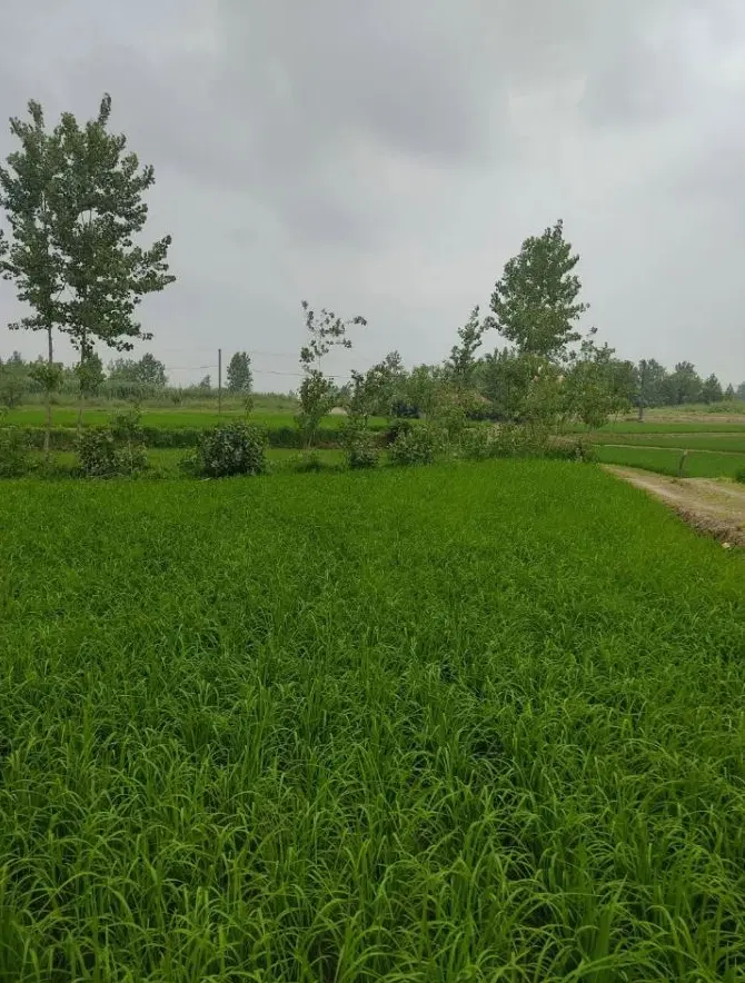 تصویر املاک 115942