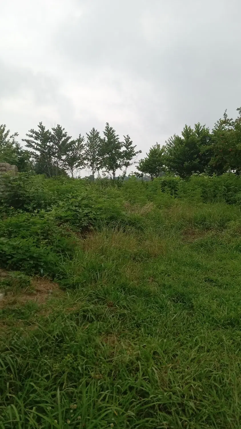 تصویر املاک 96847
