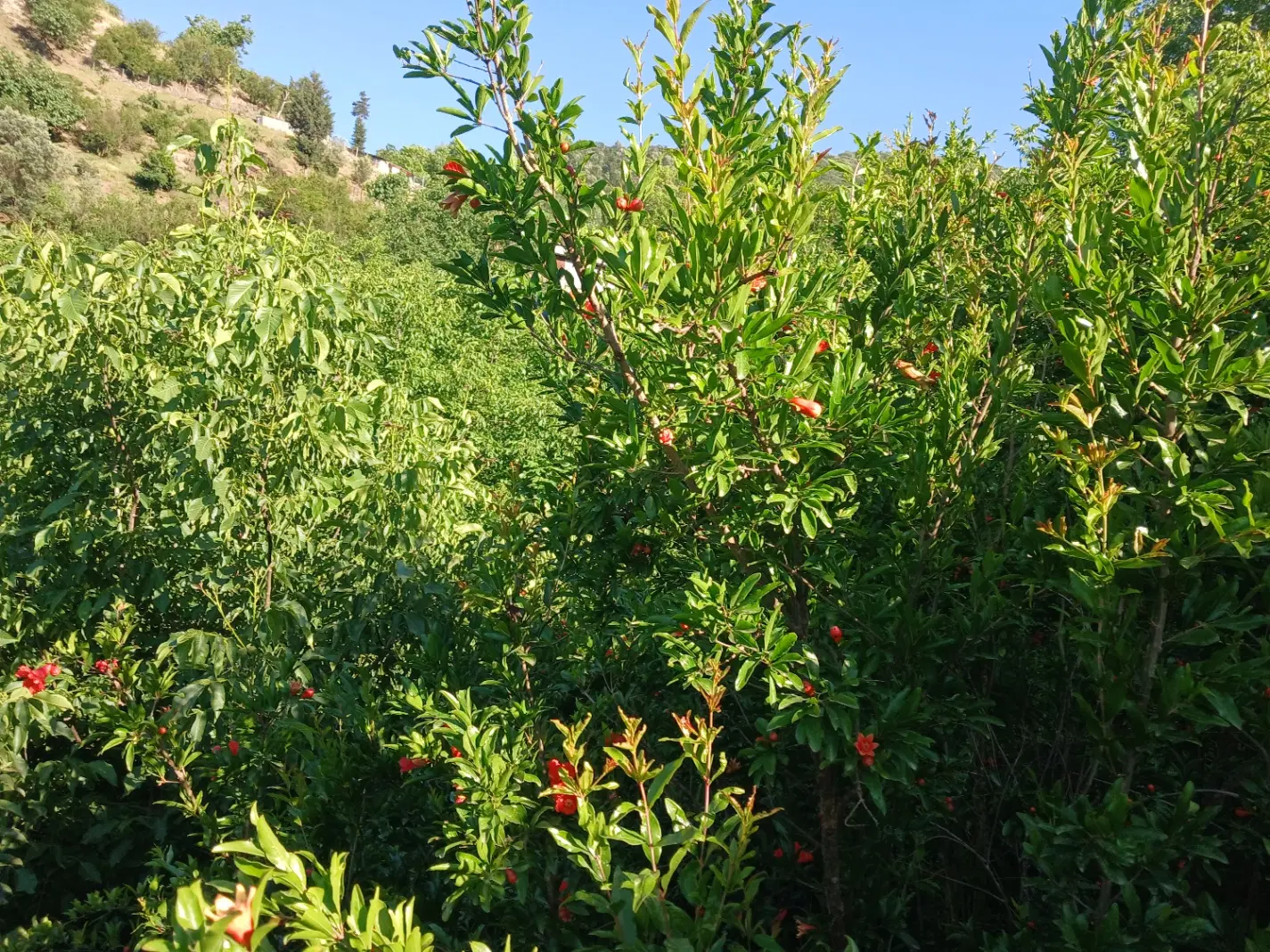 تصویر املاک 79936