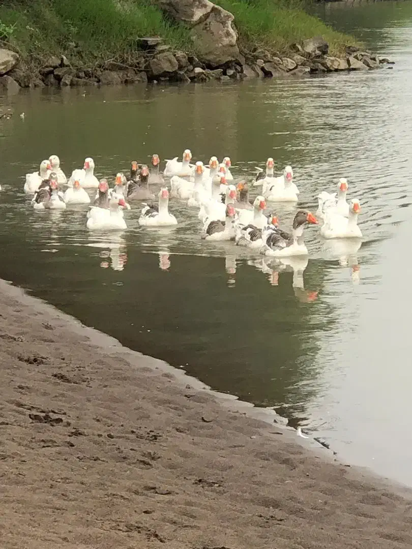 تصویر املاک 41198