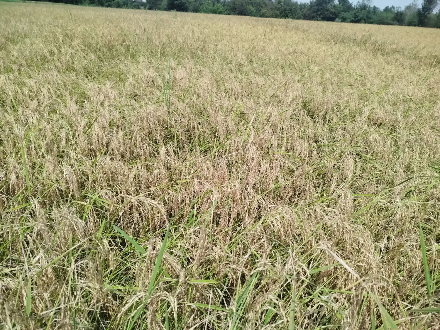 تصویر املاک 78725