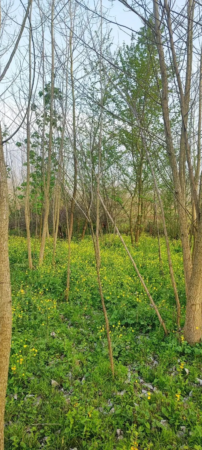 تصویر املاک 69557