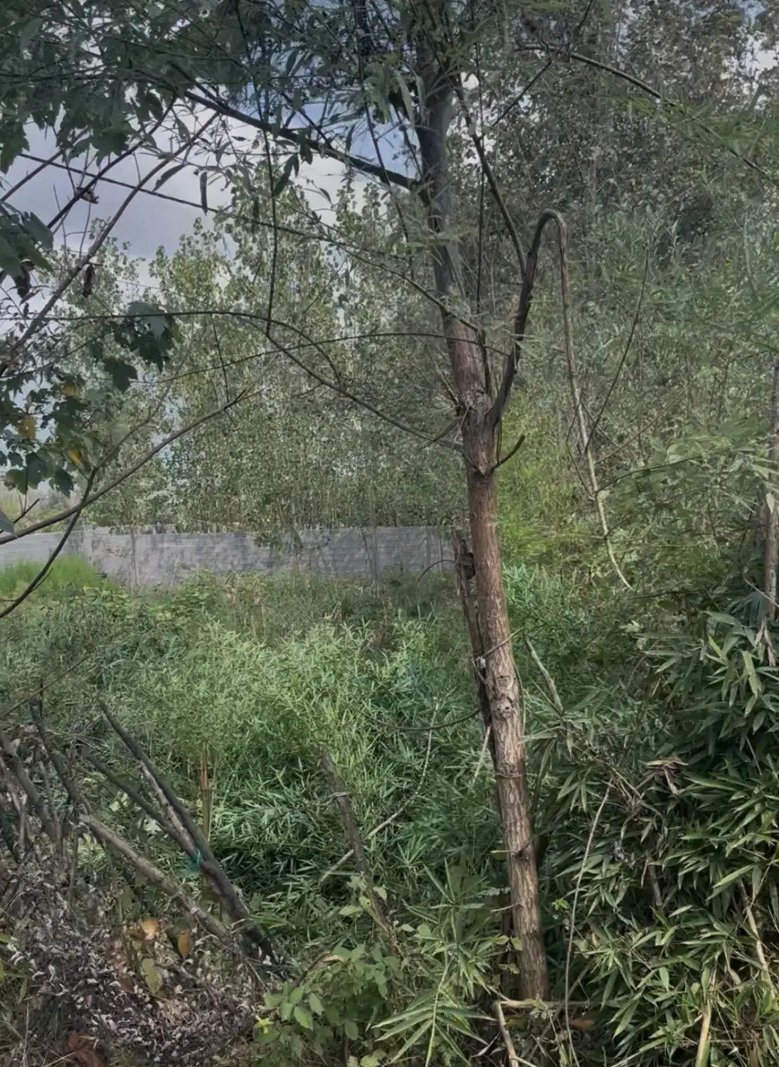 تصویر املاک 40727