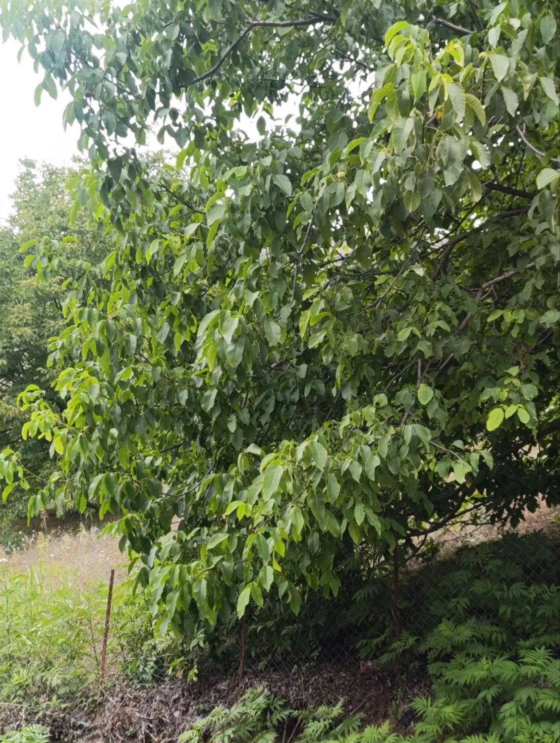 تصویر املاک 91923