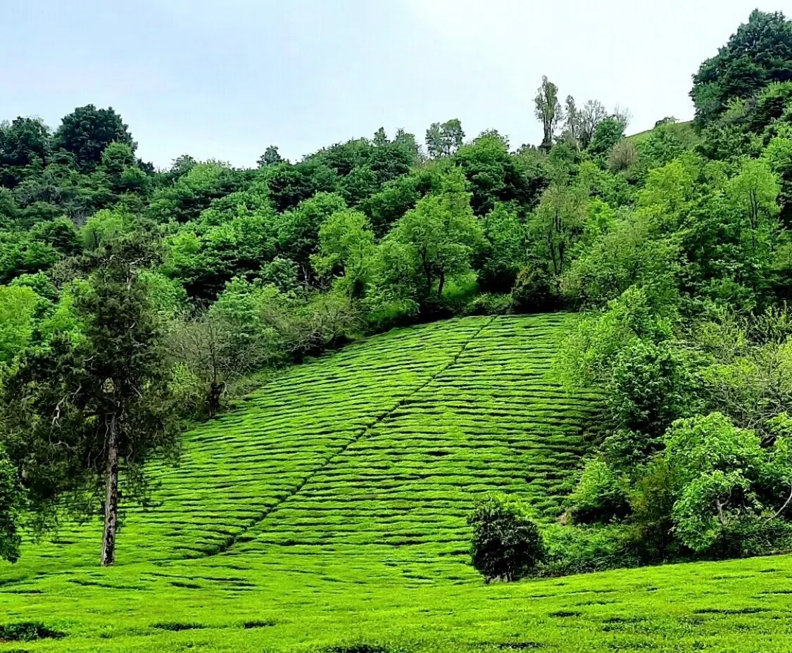 تصویر املاک 95928