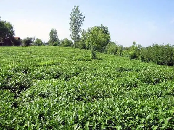 تصویر املاک 69178
