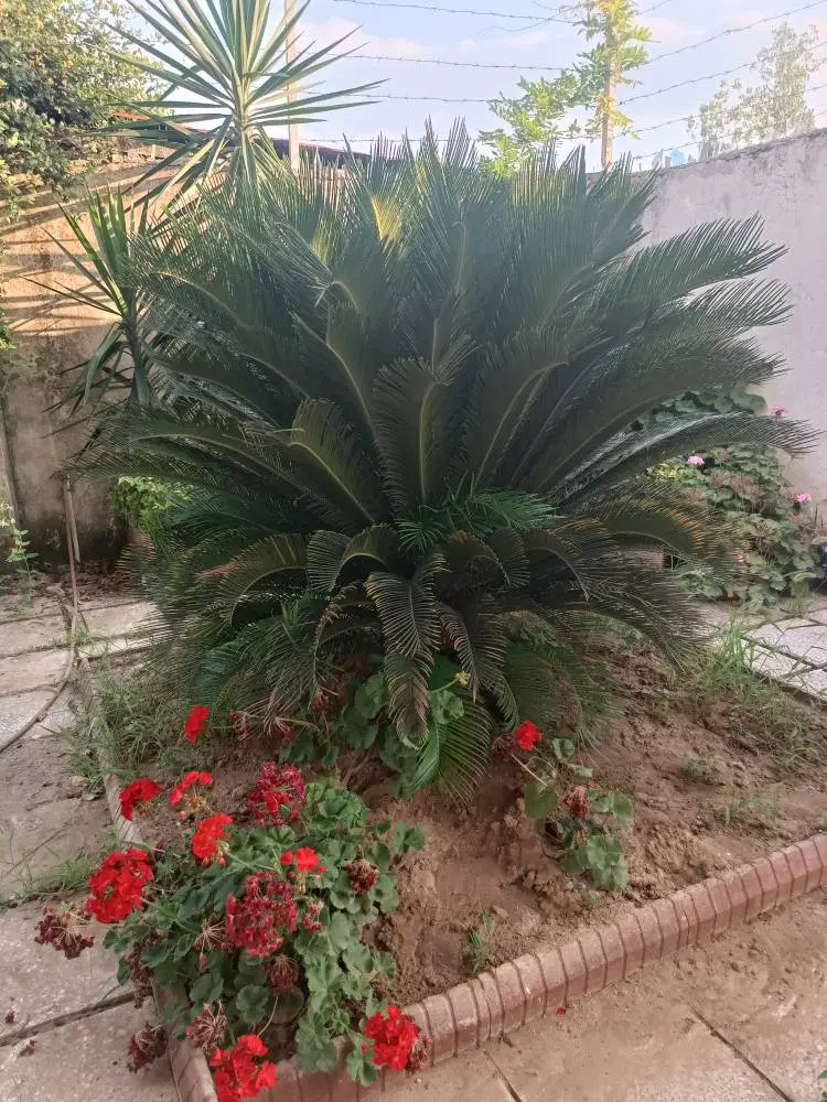 تصویر املاک 118242