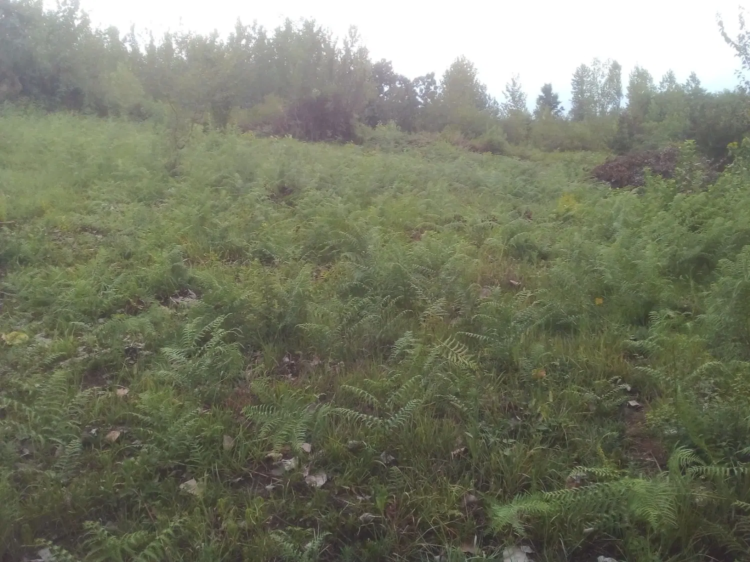 تصویر املاک 141546