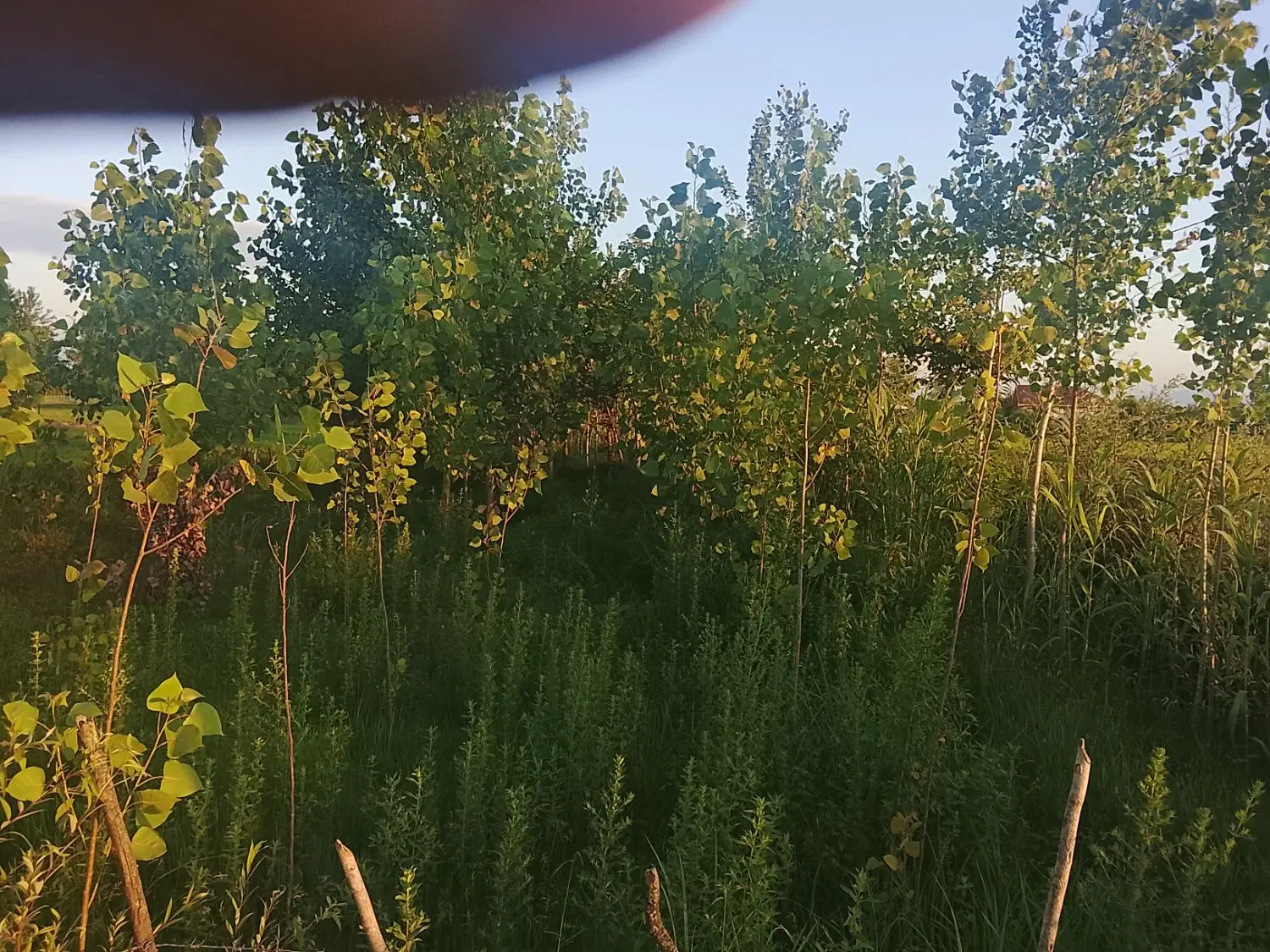 تصویر املاک 108804