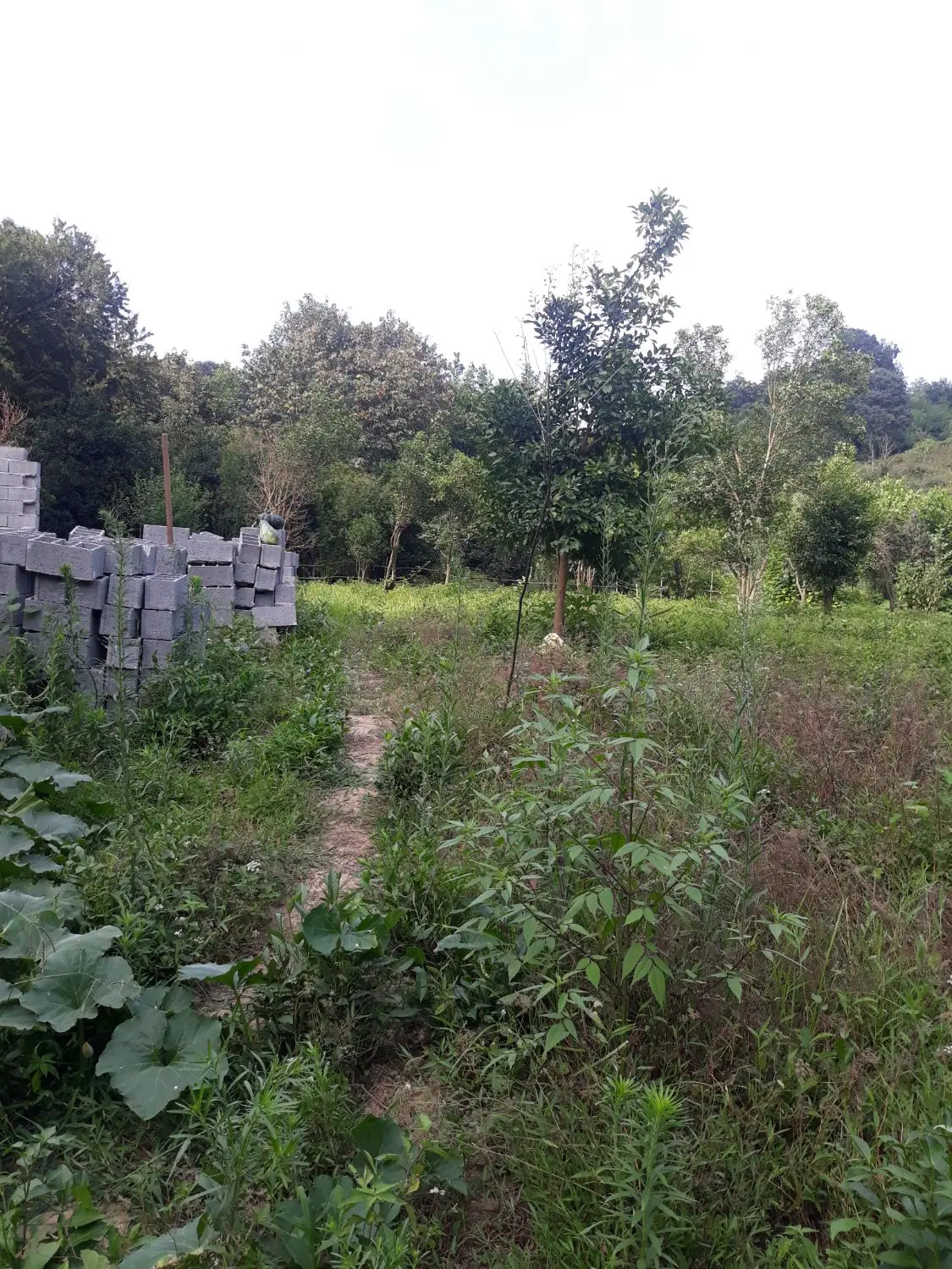 تصویر املاک 113796