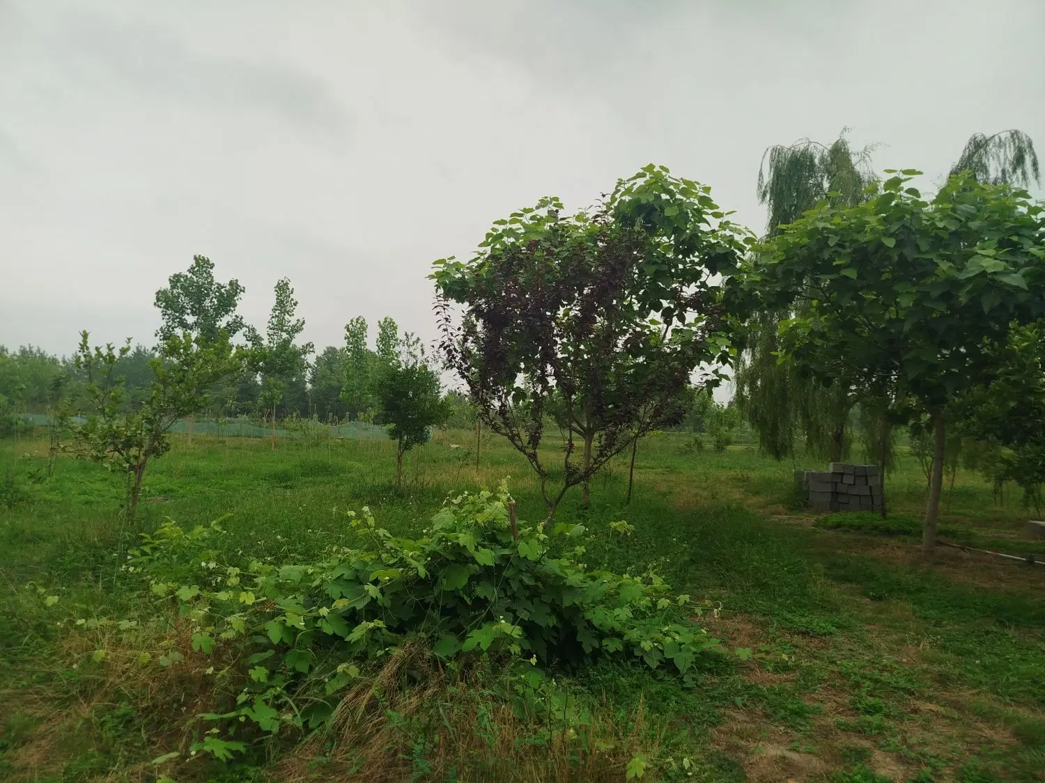 تصویر املاک 129535