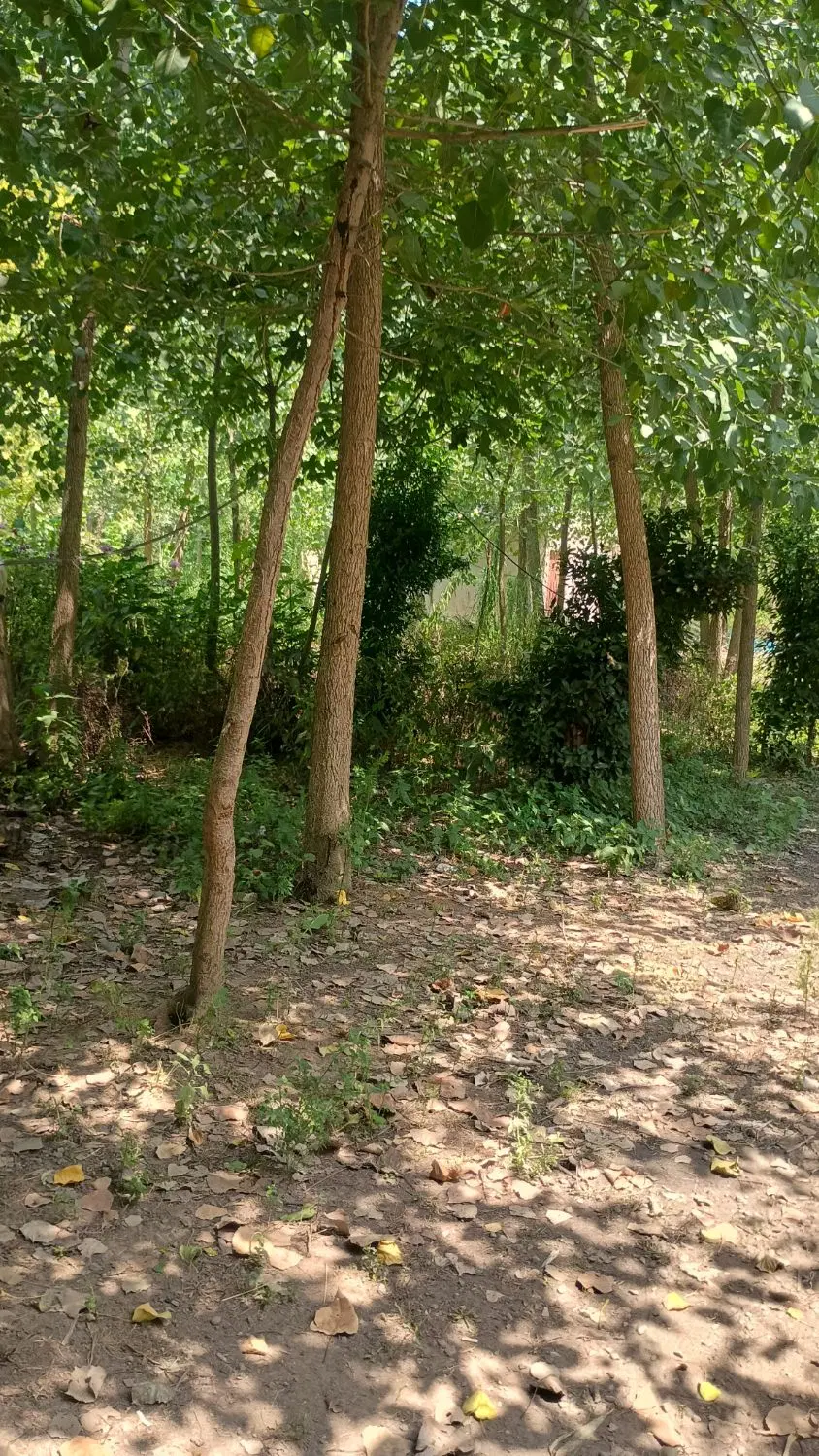 تصویر املاک 117486