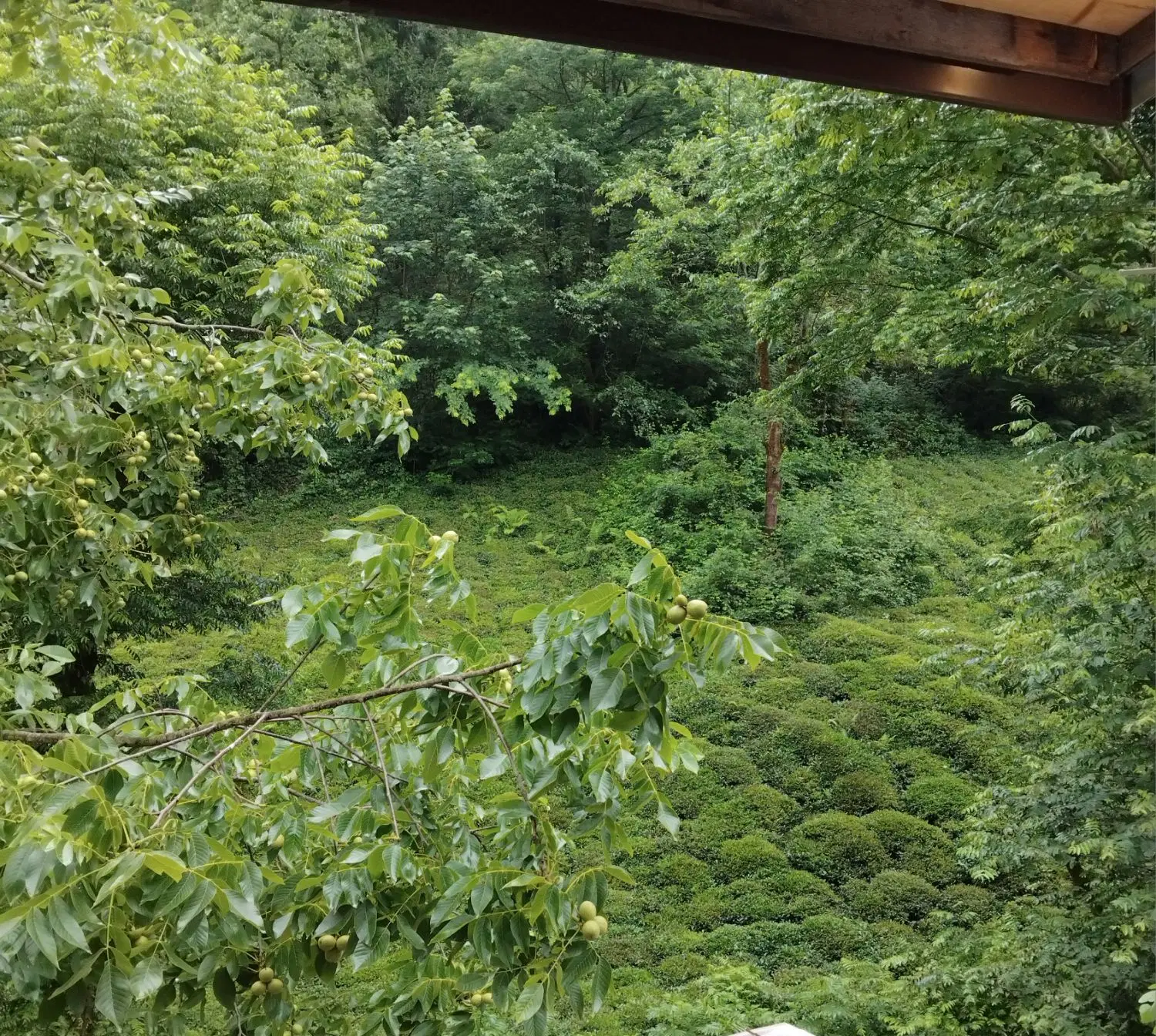 تصویر املاک 108277