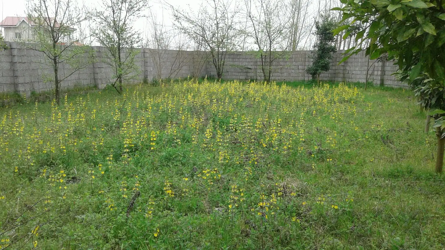 تصویر املاک 123949
