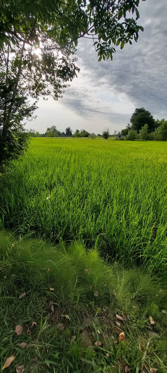 تصویر املاک 91859