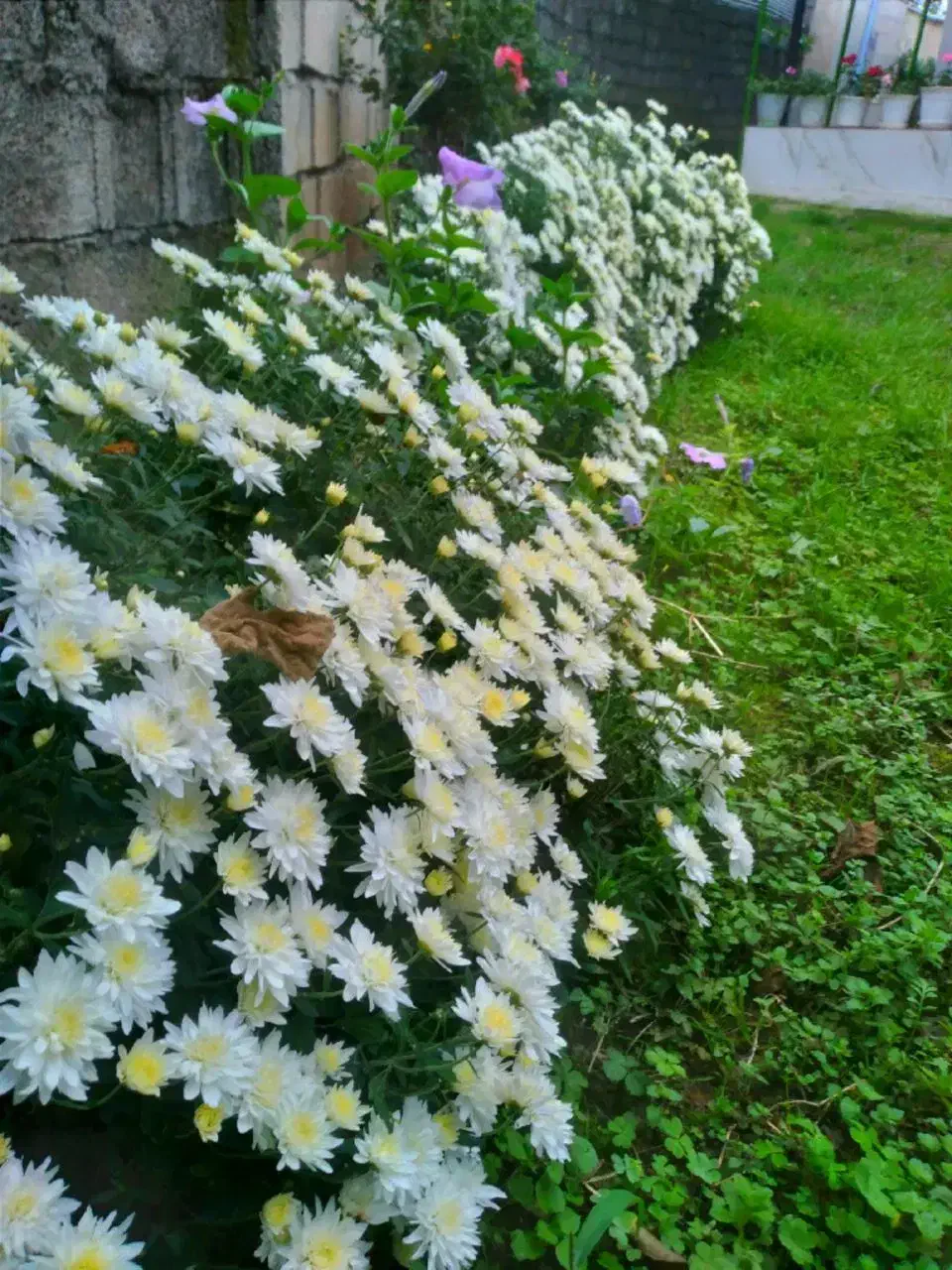 تصویر املاک 100455
