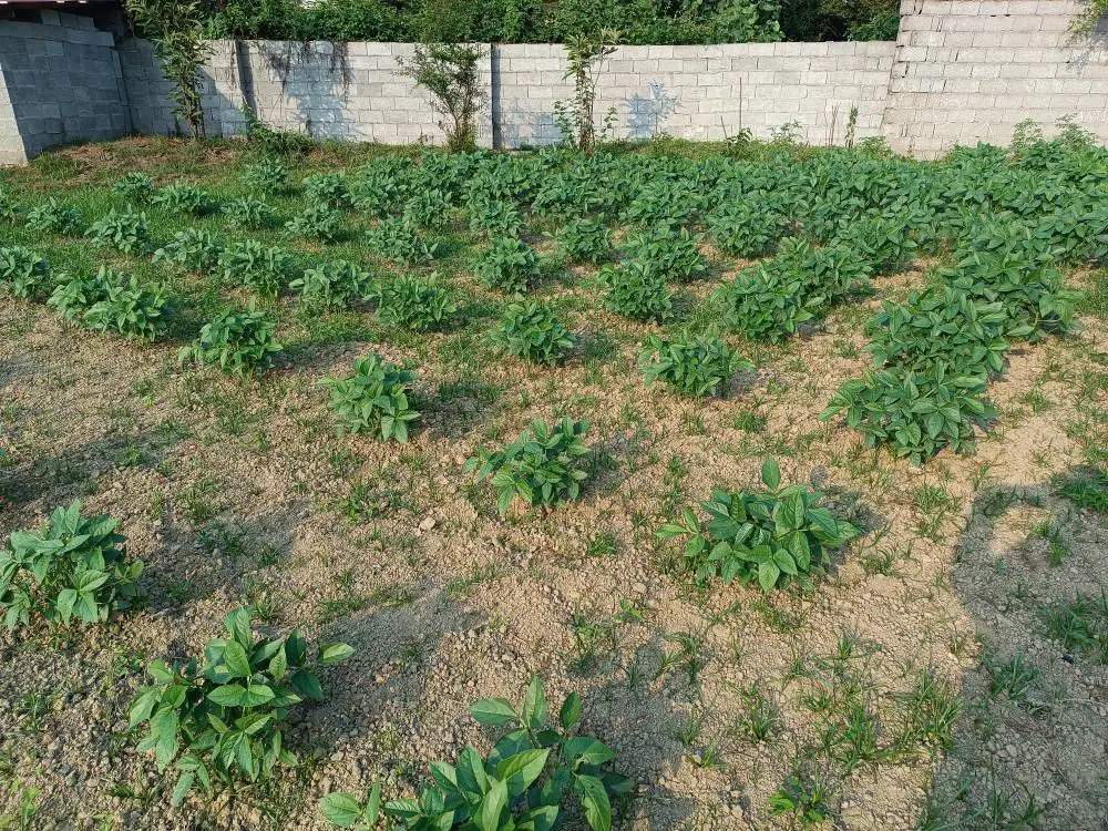 تصویر املاک 96881
